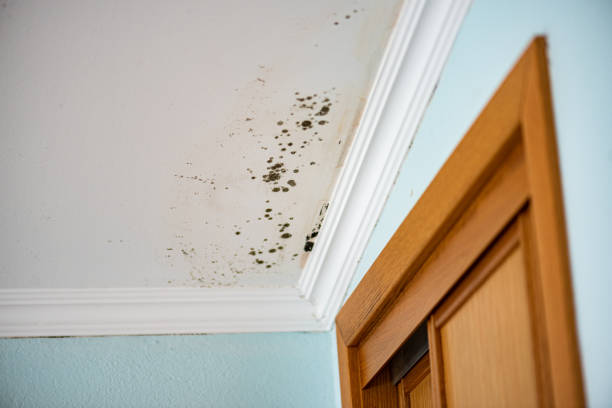 Best Mold Odor Removal Services  in Montclair, VA